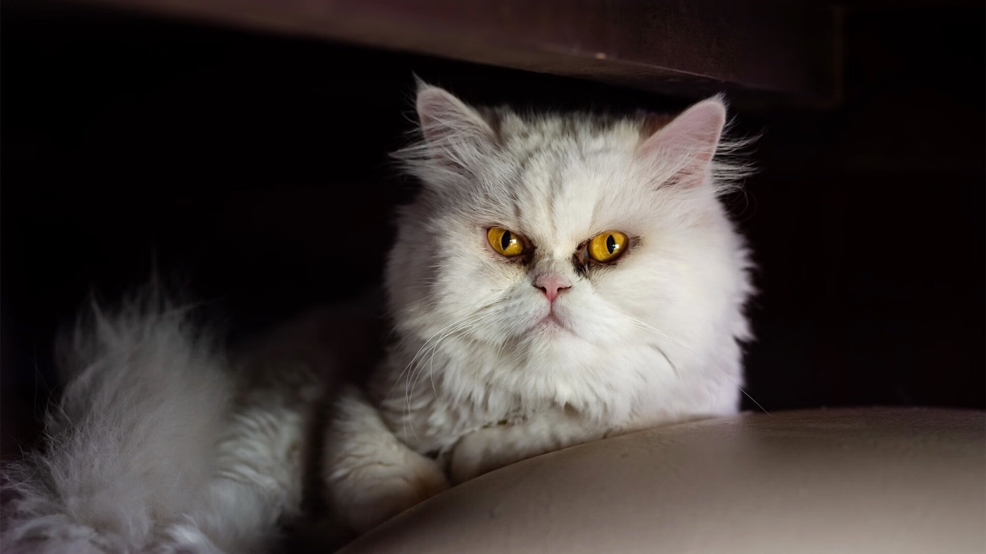 浓眉一手掌控比赛走势,热火对阵步行者,内线统治力决定胜负天平