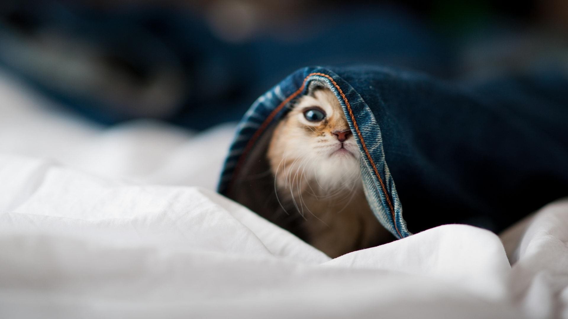 基耶萨闪耀全场无争议,玻利维亚轻取马里展现实力